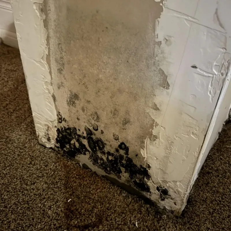 Professional Mold Removal in Lumberton, MS